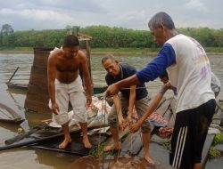 Warga Lepas Ikan Pari Raksasa, Bupati DRA: Komitmen Muba Jaga Biota Sungai