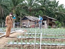 Hasil Panen Lebih Menjanjikan, Petani di Desa Berlian Makmur Pilih Tanam Bawang Merah