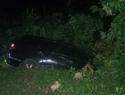 Hilang Kendali Mini Bus Tabrak Kerbau Hingga Masuk Parit