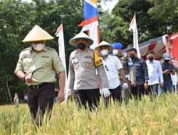 Muba Lumbung Padi Bukan Sekadar Mimpi