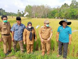 Tinjau Sawah Milik Warga HDS Sebut Kita Masih Kurang 25.000 Hektar Demi Wujudkan Perubahan