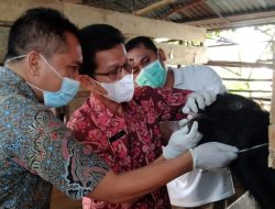 Dinas TPHP Muba Turun ke Lapangan Cek Kesehatan Hewan Kurban