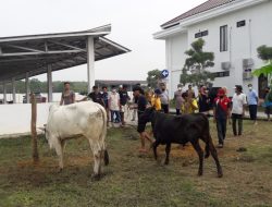 Kejari OKU Timur, Qurban Dua Sapi