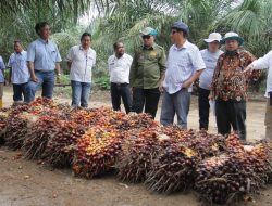 Bertepatan Hari Pangan Sedunia, PSR di Muba Panen dengan Produktifitas Tinggi