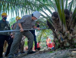 Mentan Minta Muba Pertahankan Produktifitas PSR Kelapa Sawit