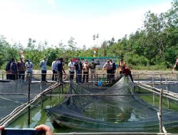 Desa Persiapan Toman Baru Muba Diproyeksi Jadi Sentra Peternakan Lele