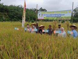 Hadiri Panen Raya Padi, HDS Harap Sektor Pertanian dan UMKM Desa Wajib Dikembangkan
