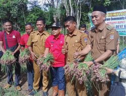 Bupati Bersama Sipef Group Gelar Panen Bawang Merah Perdana di Desa Sungai Kijang