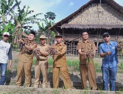 Petani Lesung Batu Gelar Panen Bawang Merah Bersama Pemkab Muratara