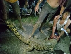 Heboh, Warga Desa Aman Jaya Tangkap Buaya Muara di Tanggul Irigasi Patok Songo