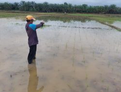 Petani OKU Timur Hadapi Berbagai Masalah, Mulai dari Serangan Hama hingga Pupuk Langka