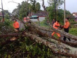 Sempat Ganggu Lalin, BPBD Muba Evakuasi Pohon Tumbang