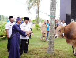 Salurkan Bantuan Hewan Kurban Sapi Limosin dan Brahman di Muba