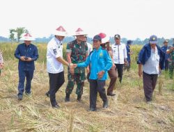 Sinergi TNI Jaga Ketahanan Pangan, Optimalkan Lahan Tidur Jadi Produktif