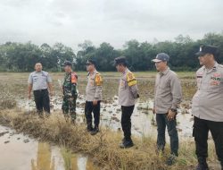 Polsek Sanga Desa Dukung Swasembada Pangan, Dorong Peningkatan Produktivitas Padi di 6 Kelompok Tani