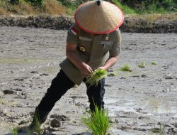 BSB Gandeng Pemkab Muratara! Bupati Devi Suhartoni Turun Langsung Tanam Padi di Sawah